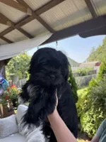 Little bear  , a male Shihpoo and Yorkipoo for sale in Boiling Springs, SC – 3 of 5
