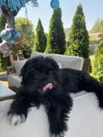 Little bear  , a male Shihpoo and Yorkipoo for sale in Boiling Springs, SC – 2 of 5