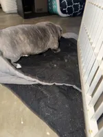 No name, a male American Bully for sale in Fontana, CA – Photo 2 of 2