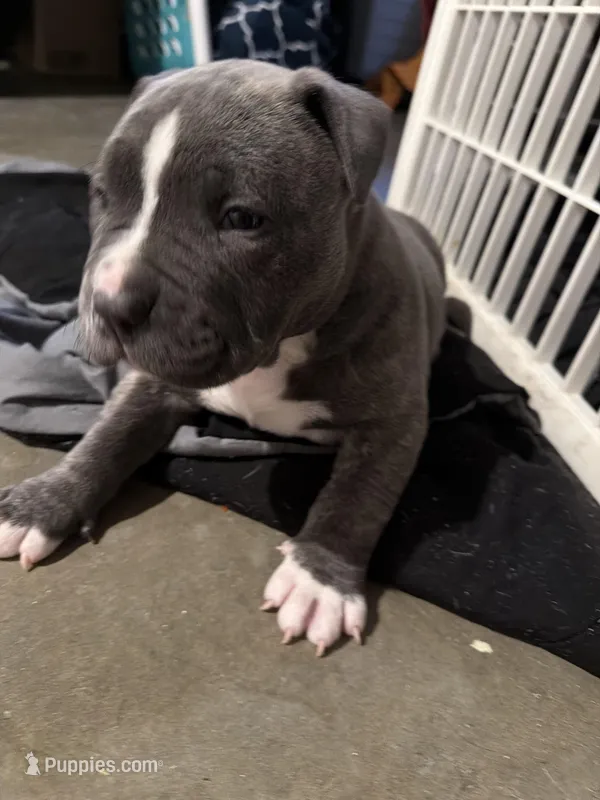 No name – American Bully puppy for sale in Fontana, CA