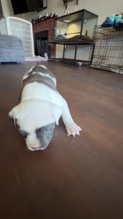 None, a male American Pit Bull Terrier for sale in Fontana, CA – 3 of 3