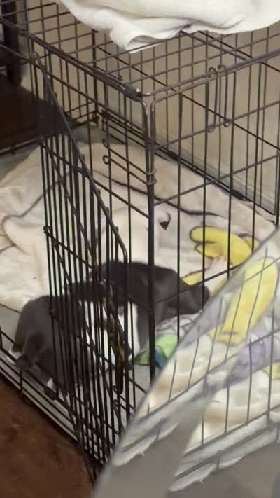 None, a male American Pit Bull Terrier for sale in Fontana, CA – 2 of 3