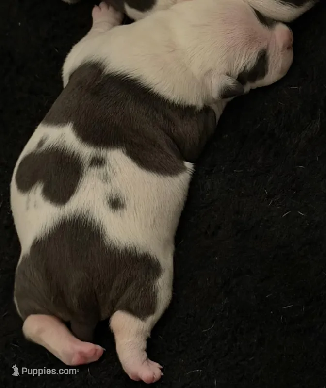 No name – American Bully puppy for sale in Fontana, CA