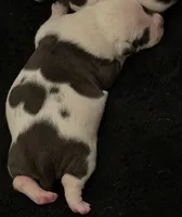 No name, a female American Bully for sale in Fontana, CA – Photo 1 of 2