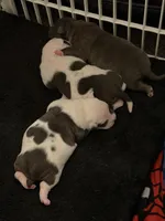 No name, a female American Bully for sale in Fontana, CA – Photo 2 of 2