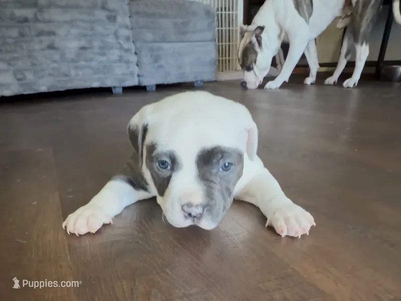 None – American Pit Bull Terrier puppy for sale in Fontana, CA