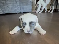 None, a male American Pit Bull Terrier for sale in Fontana, CA – 1 of 3