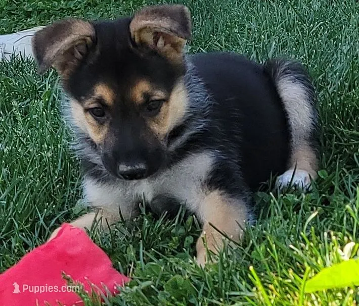 Beauty  – Collie, German Shepherd Dog puppy for sale in Indianapolis, IN