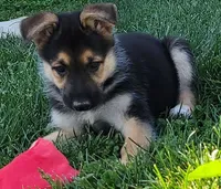 Beauty , a female Collie and German Shepherd Dog for sale in Indianapolis, IN – 1 of 7