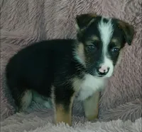 Diamond, a male Collie and German Shepherd Dog for sale in Indianapolis, IN – 4 of 9