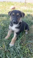 Rex, a male Collie and German Shepherd Dog for sale in Indianapolis, IN – 1 of 9