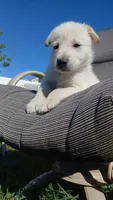 Thumper, a male Collie and German Shepherd Dog for sale in Indianapolis, IN – 6 of 9