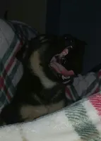 Margo, a female Collie and German Shepherd Dog for sale in Indianapolis, IN – 2 of 8