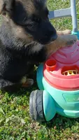 Max, a male Collie and German Shepherd Dog for sale in Indianapolis, IN – 3 of 7