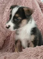 Diamond, a male Collie and German Shepherd Dog for sale in Indianapolis, IN – 6 of 9