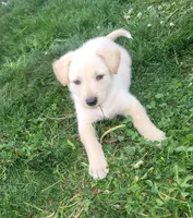 Peanut, a male Collie and German Shepherd Dog for sale in Indianapolis, IN – Photo 3 of 9