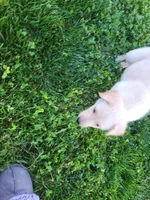 Peanut, a male Collie and German Shepherd Dog for sale in Indianapolis, IN – Photo 4 of 9