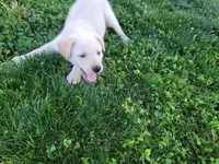 Peanut, a male Collie and German Shepherd Dog for sale in Indianapolis, IN – Photo 9 of 9