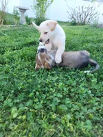 Peanut, a male Collie and German Shepherd Dog for sale in Indianapolis, IN – Photo 5 of 9