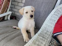 Peanut, a male Collie and German Shepherd Dog for sale in Indianapolis, IN – Photo 8 of 9