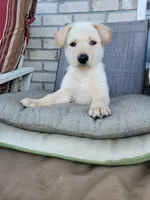 Peanut, a male Collie and German Shepherd Dog for sale in Indianapolis, IN – Photo 6 of 9