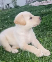 Peanut, a male Collie and German Shepherd Dog for sale in Indianapolis, IN – Photo 2 of 9