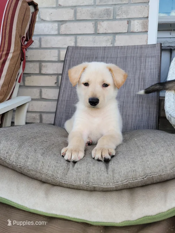 Peanut – Collie, German Shepherd Dog puppy for sale in Indianapolis, IN