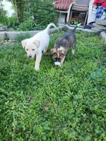 Peanut, a male Collie and German Shepherd Dog for sale in Indianapolis, IN – Photo 7 of 9