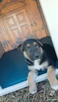 Rex, a male Collie and German Shepherd Dog for sale in Indianapolis, IN – 3 of 9
