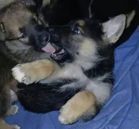 Melody, a female Collie and German Shepherd Dog for sale in Indianapolis, IN – 6 of 7
