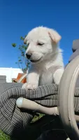 Thumper, a male Collie and German Shepherd Dog for sale in Indianapolis, IN – 2 of 9