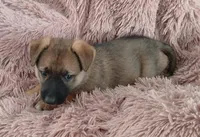 Buttercup, a female Collie and German Shepherd Dog for sale in Indianapolis, IN – 7 of 9