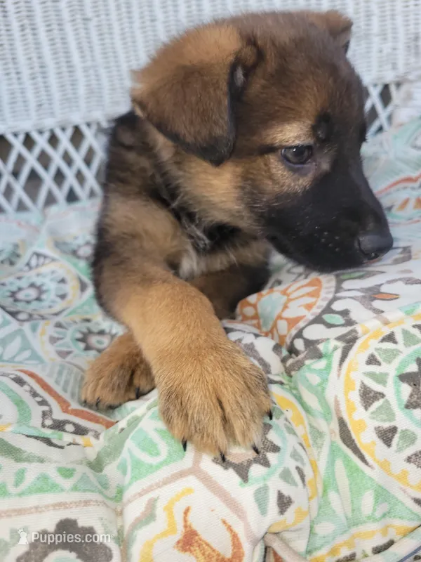 Bella – Collie, German Shepherd Dog puppy for sale in Indianapolis, IN