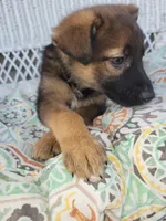 Bella, a female Collie and German Shepherd Dog for sale in Indianapolis, IN – Photo 1 of 7