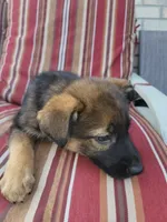 Bella, a female Collie and German Shepherd Dog for sale in Indianapolis, IN – Photo 2 of 7