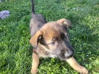 Bella, a female Collie and German Shepherd Dog for sale in Indianapolis, IN – Photo 7 of 7