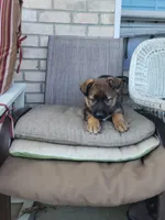 Bella, a female Collie and German Shepherd Dog for sale in Indianapolis, IN – Photo 4 of 7