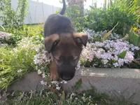 Bella, a female Collie and German Shepherd Dog for sale in Indianapolis, IN – Photo 6 of 7