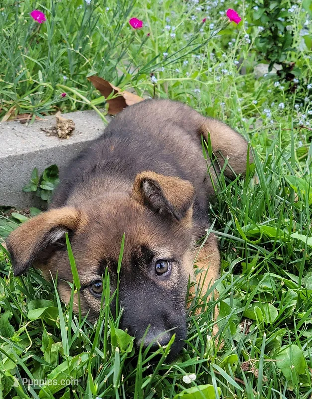 Bella – Collie, German Shepherd Dog puppy for sale in Indianapolis, IN