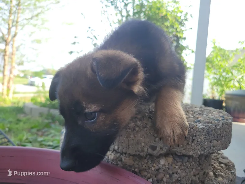 Bella – Collie, German Shepherd Dog puppy for sale in Indianapolis, IN