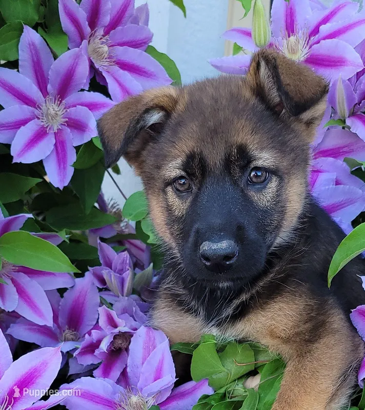 Bella – Collie, German Shepherd Dog puppy for sale in Indianapolis, IN