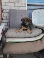 Bella, a female Collie and German Shepherd Dog for sale in Indianapolis, IN – Photo 5 of 7