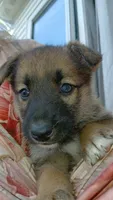 Almond Joy, a female Collie and German Shepherd Dog for sale in Indianapolis, IN – 2 of 7