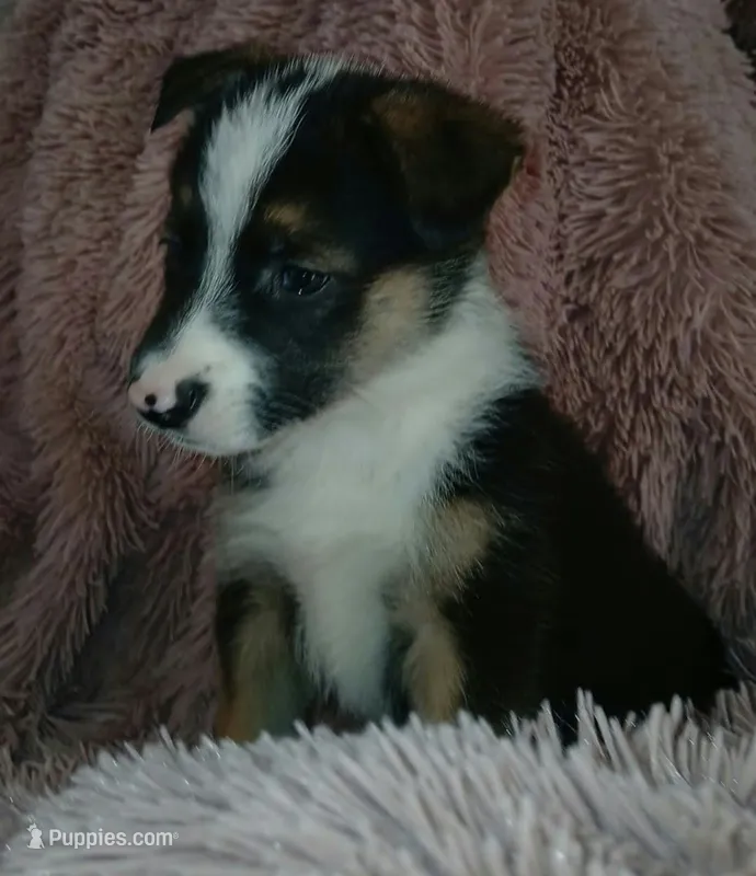Diamond – Collie, German Shepherd Dog puppy for sale in Indianapolis, IN