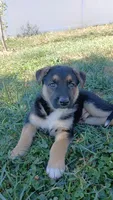 Rex, a male Collie and German Shepherd Dog for sale in Indianapolis, IN – 5 of 9