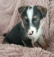 Diamond, a male Collie and German Shepherd Dog for sale in Indianapolis, IN – 2 of 9