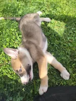 Spunky, a male Collie and German Shepherd Dog for sale in Indianapolis, IN – Photo 6 of 7