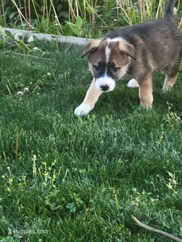 Spunky – Collie, German Shepherd Dog puppy for sale in Indianapolis, IN