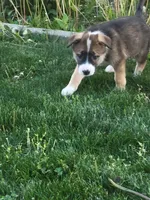 Spunky, a male Collie and German Shepherd Dog for sale in Indianapolis, IN – Photo 4 of 7