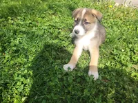 Spunky, a male Collie and German Shepherd Dog for sale in Indianapolis, IN – Photo 1 of 7